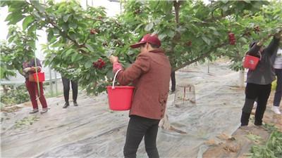 最新大棚养虾技术视频，探索养虾之旅，结合自然美景与内心平静的教学指南