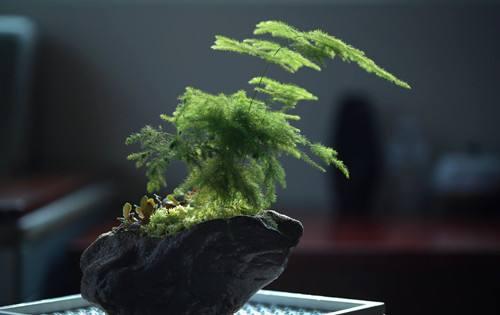 电视柜旁的植物摆放建议，适合摆放哪些植物？