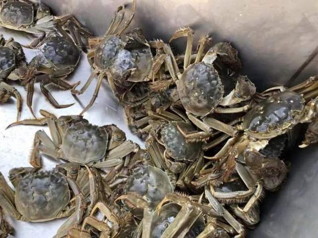 上海螃蟹最新行情探索，蟹香秘境现身于小巷之中