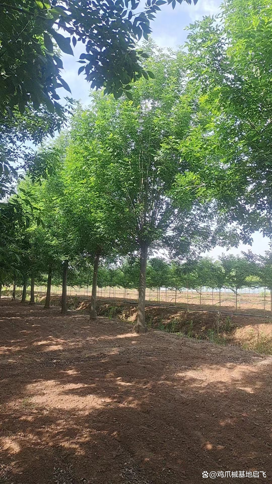 科技重塑生活，最新12公分白蜡价格及智能时代应用解析