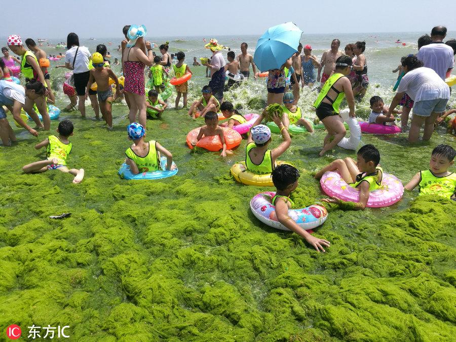 日照浒苔最新动态，探索自然美景之旅，寻求内心平和与宁静