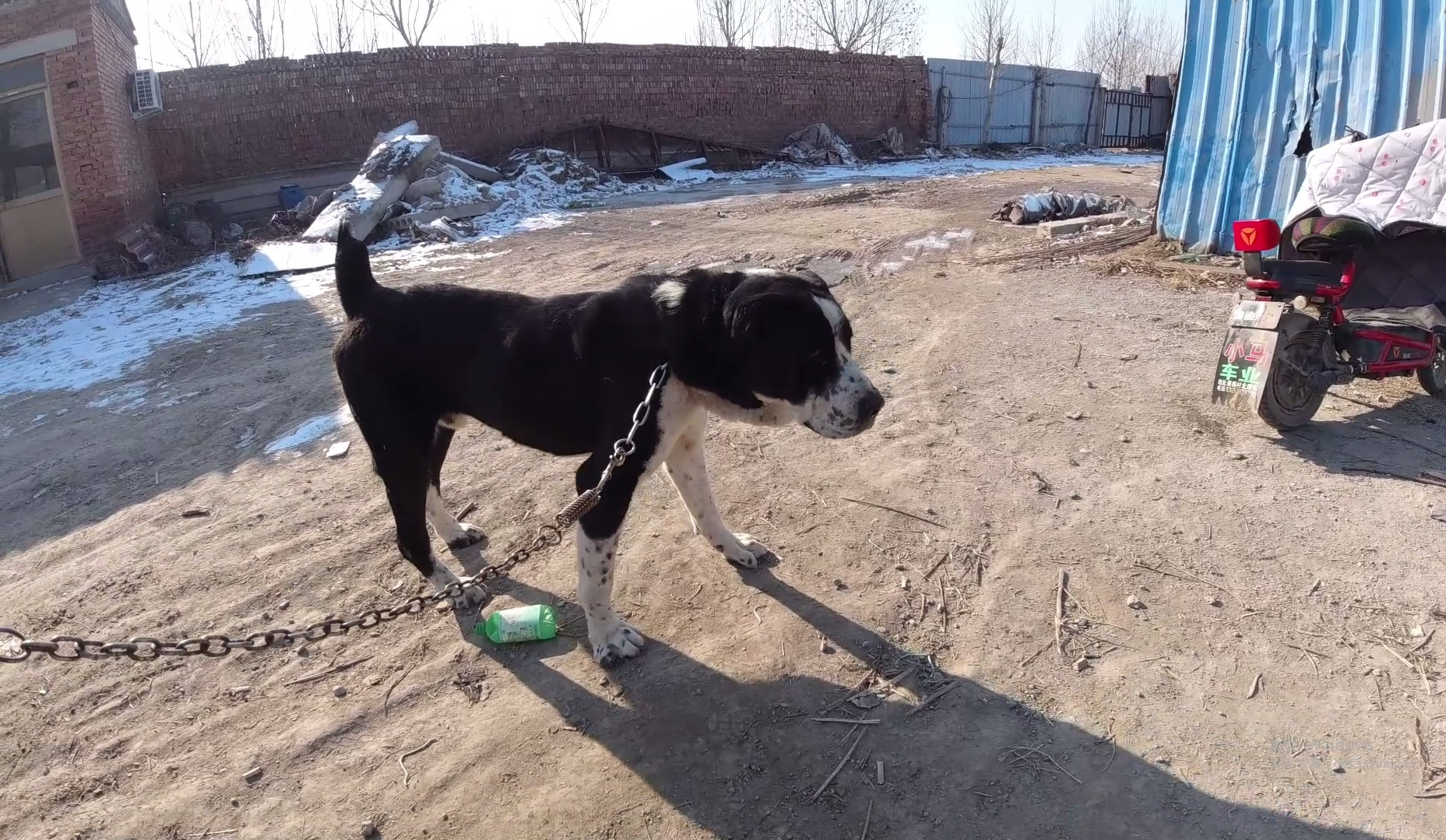 天一犬舍，长毛种公犬的最新崛起与培育之路